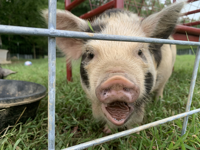 pig smiling