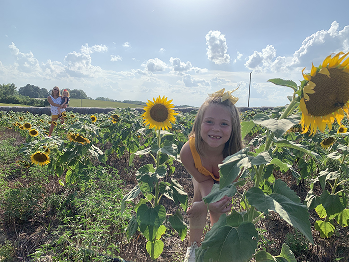 sunflowers on the farm